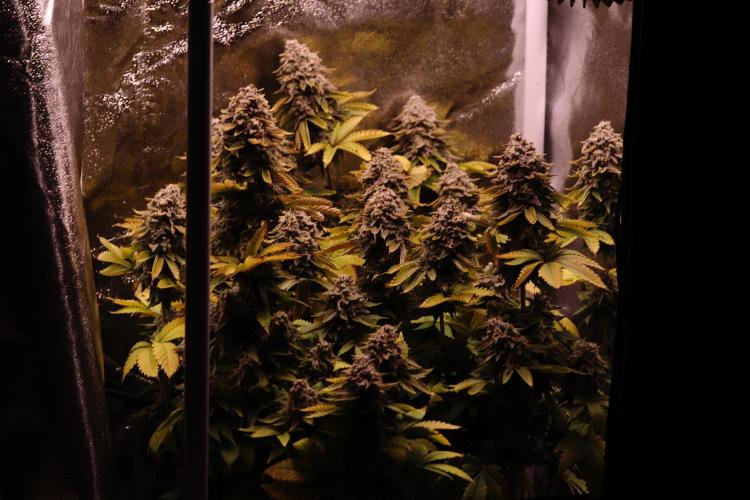 First grow Black Domina. Week 19