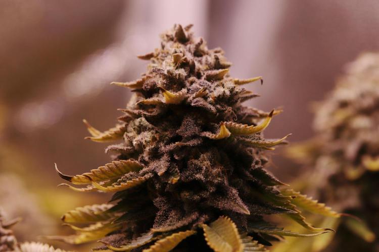 First grow Black Domina. Week 19