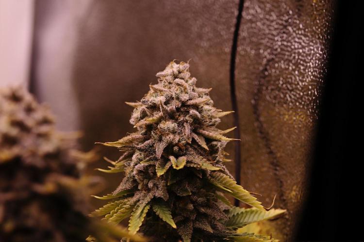 First grow Black Domina. Week 19