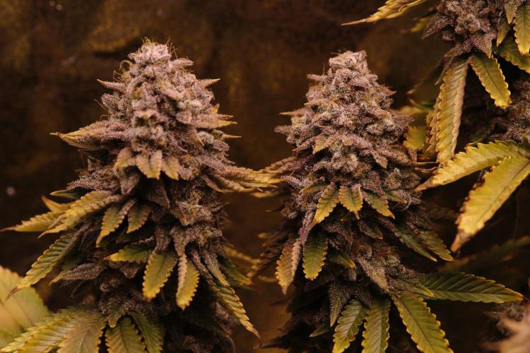 First grow Black Domina. Week 19