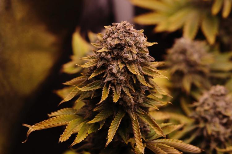 First grow Black Domina. Week 19