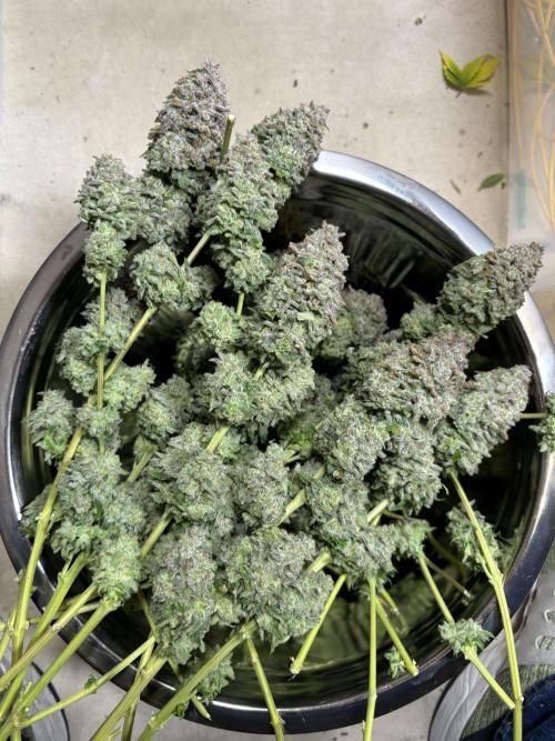 First grow Black Domina. Week 20