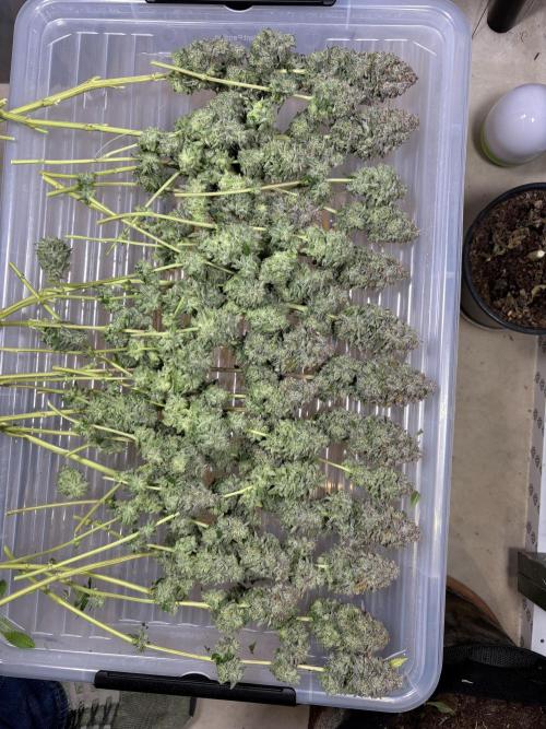 First grow Black Domina. Week 20
