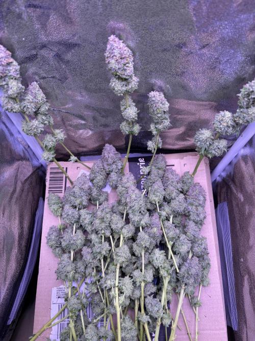 First grow Black Domina. Week 20