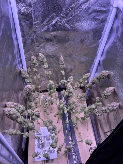 First grow Black Domina. Week 20