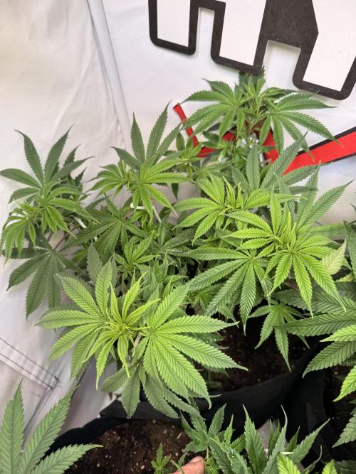 Homegrow mit meinem Neffen. Week 5 - Moby Dick