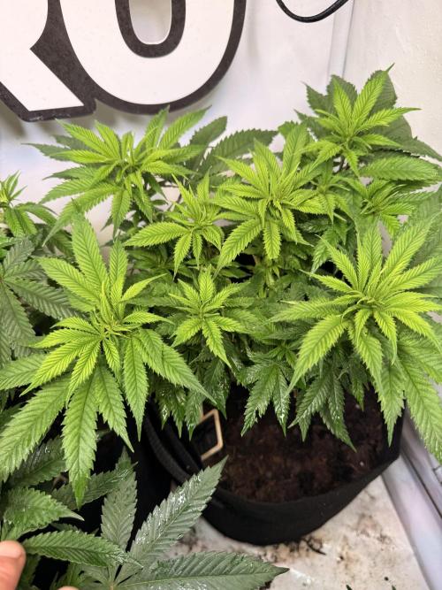 Homegrow mit meinem Neffen. Week 5 - White Truffle & Candy Pavé