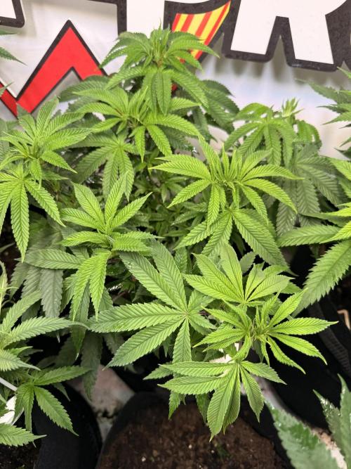 Homegrow mit meinem Neffen. Week 5 - Amnesia von SuperStrainSeeds