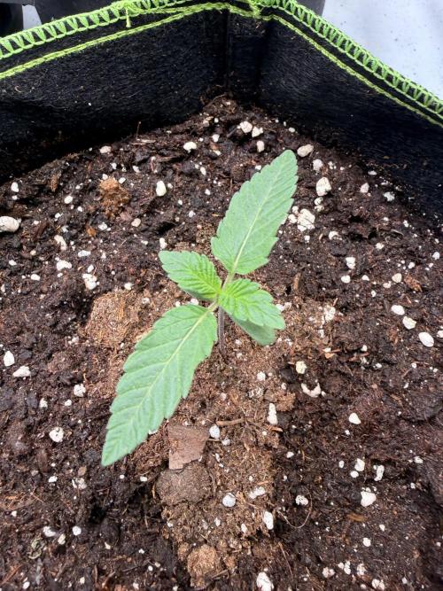 Community Seeds Grow #3. Week 0 - Amnesia II