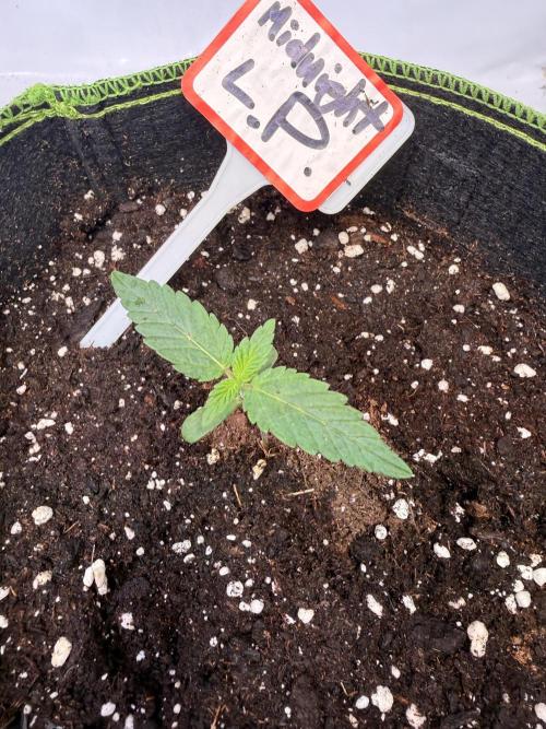 Community Seeds Grow #3. Week 0 - Midnight Lime Punch