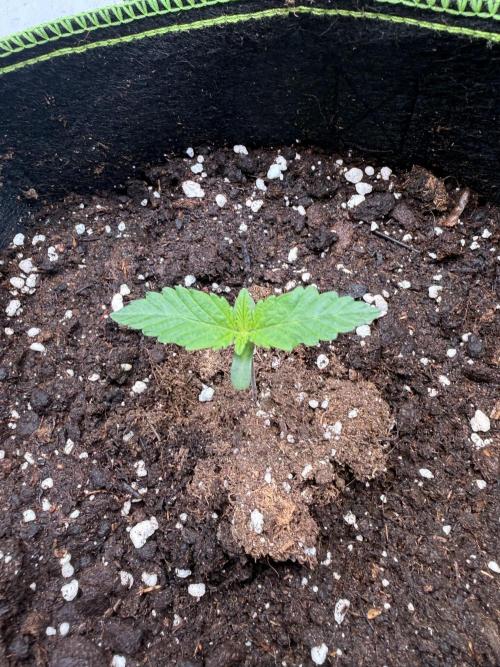 Community Seeds Grow #3. Week 0 - Midnight Lime Punch II