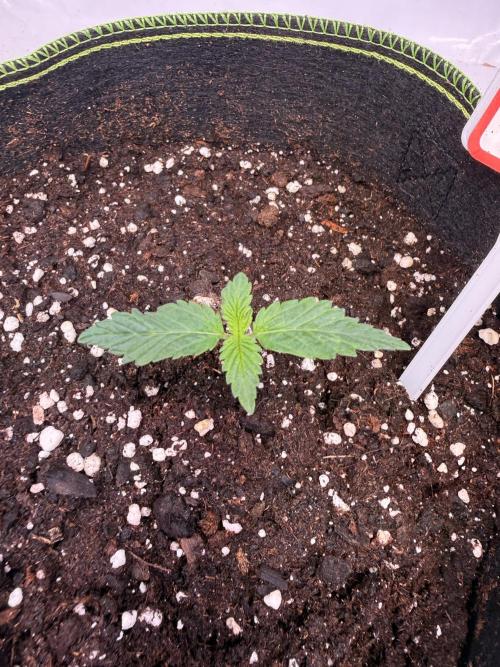 Community Seeds Grow #3. Week 0 - Amnesia