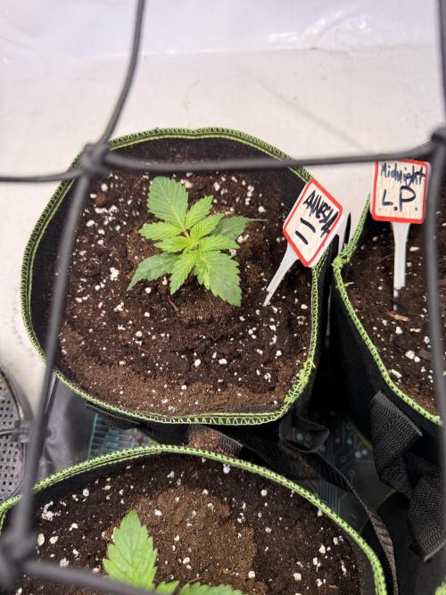 Community Seeds Grow #3. Week 1 - Amnesia, 21 Tage alt  