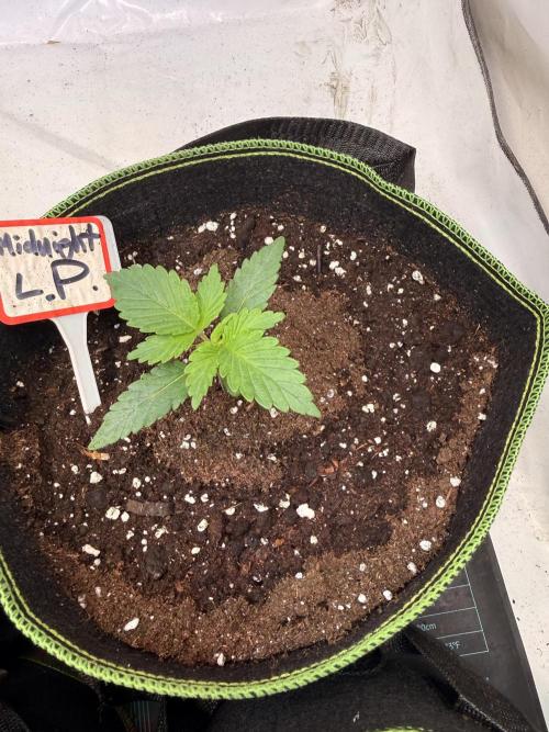 Community Seeds Grow #3. Week 1 - Midnight Lime Punch, 21 Tage alt