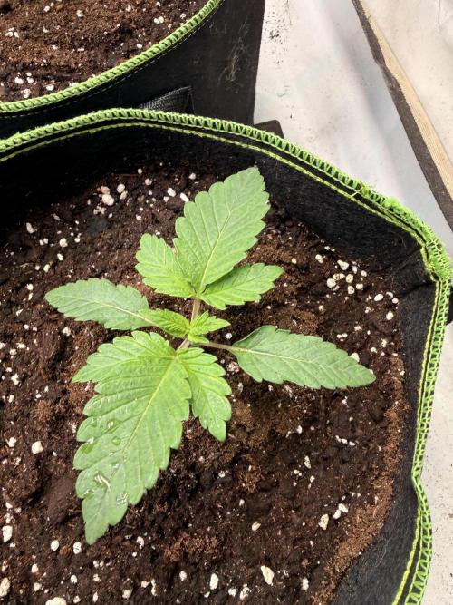 Community Seeds Grow #3. Week 1 - Midnight Lime Punch II, 21 Tage alt