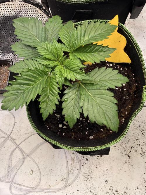 Community Seeds Grow #3. Week 2