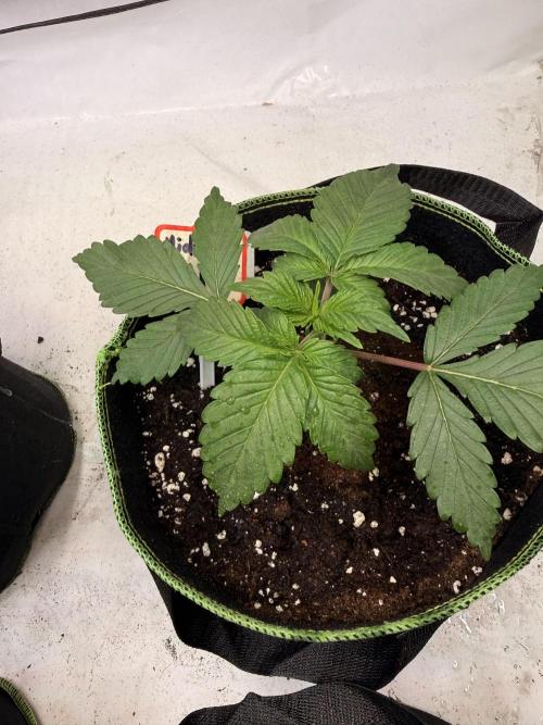 Community Seeds Grow #3. Week 2