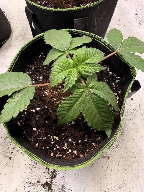 Community Seeds Grow #3. Week 2