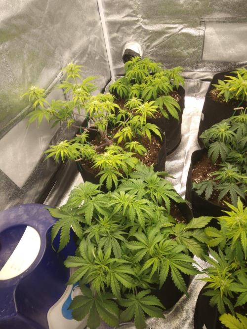 HELL OF THE KİNG. Week 5