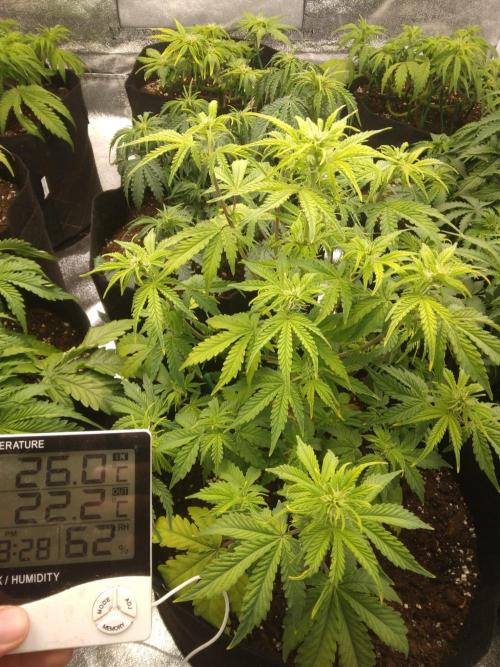 HELL OF THE KİNG. Week 5