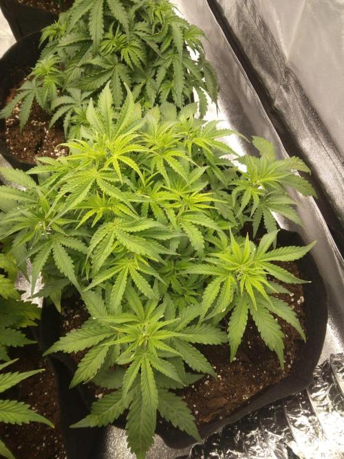 HELL OF THE KİNG. Week 5