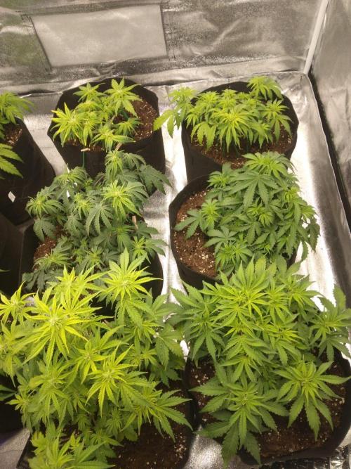 HELL OF THE KİNG. Week 5