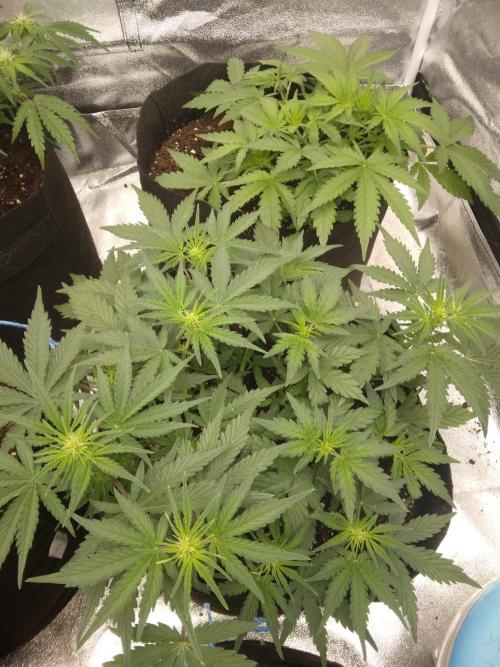 HELL OF THE KİNG. Week 5