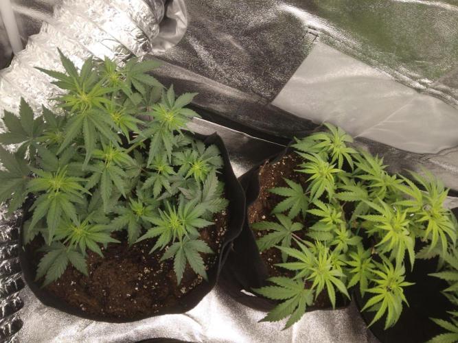 HELL OF THE KİNG. Week 5