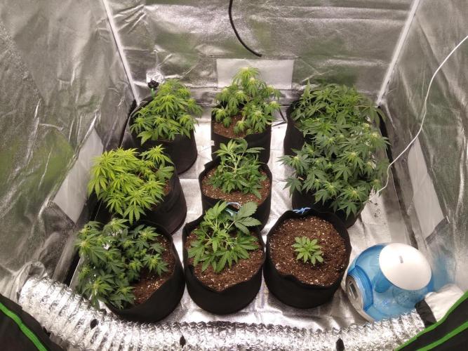 HELL OF THE KİNG. Week 6