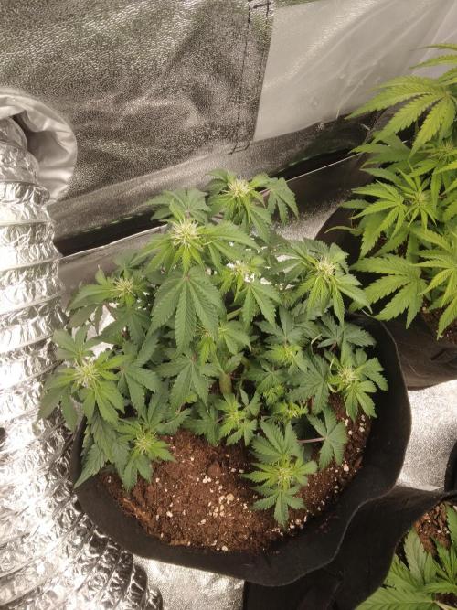 HELL OF THE KİNG. Week 6