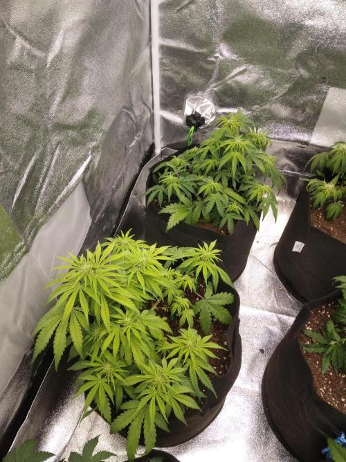 HELL OF THE KİNG. Week 6