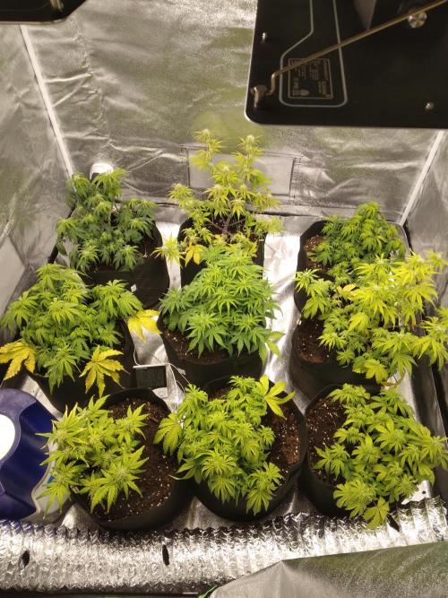 HELL OF THE KİNG. Week 6