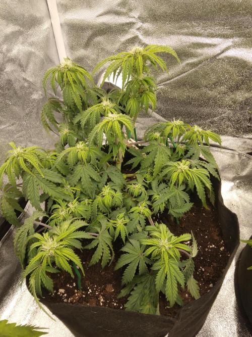 HELL OF THE KİNG. Week 6