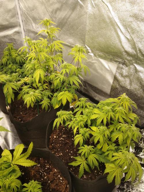 HELL OF THE KİNG. Week 6