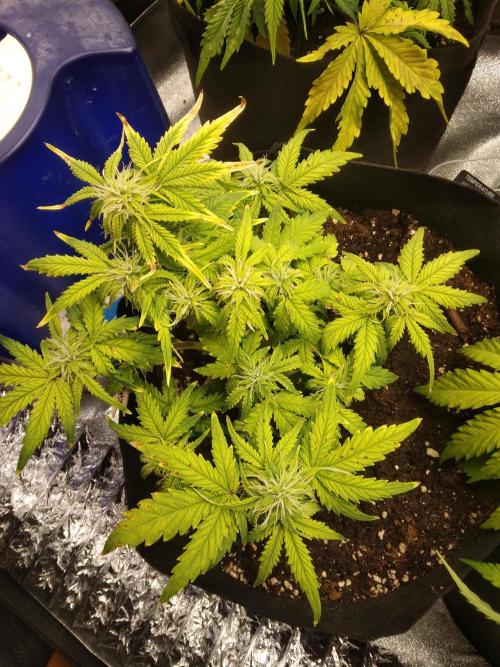 HELL OF THE KİNG. Week 6 - brown spots