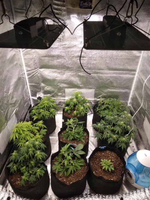 HELL OF THE KİNG. Week 6