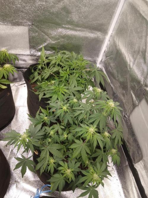 HELL OF THE KİNG. Week 6