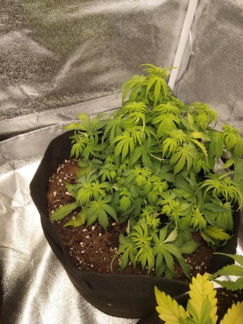 HELL OF THE KİNG. Week 6