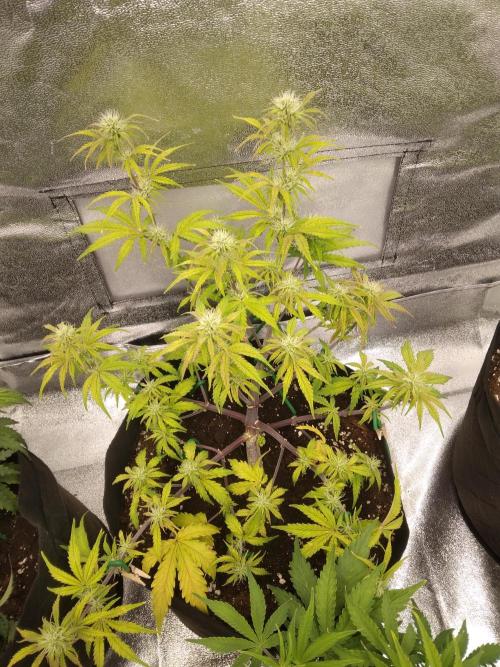 HELL OF THE KİNG. Week 6