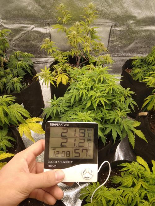 HELL OF THE KİNG. Week 6