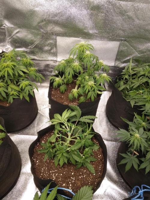 HELL OF THE KİNG. Week 6