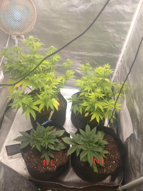 Gorilla Zkittlez Auto R4. Week 6