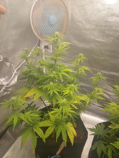 Gorilla Zkittlez Auto R4. Week 6