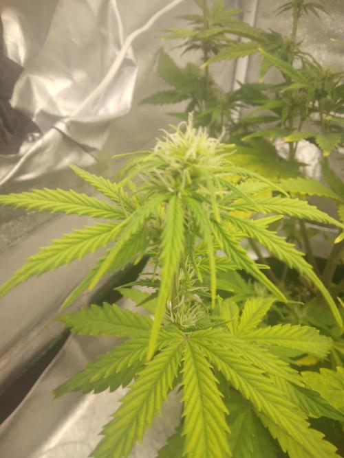 Gorilla Zkittlez Auto R4. Week 6