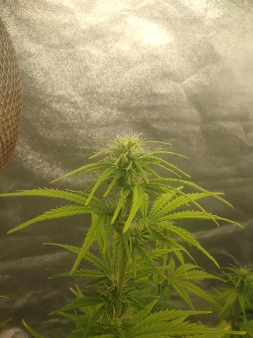 Gorilla Zkittlez Auto R4. Week 6