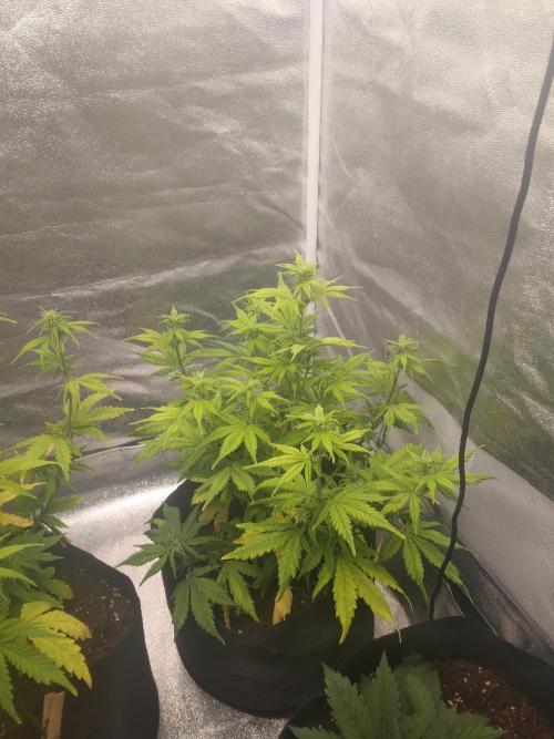 Gorilla Zkittlez Auto R4. Week 6