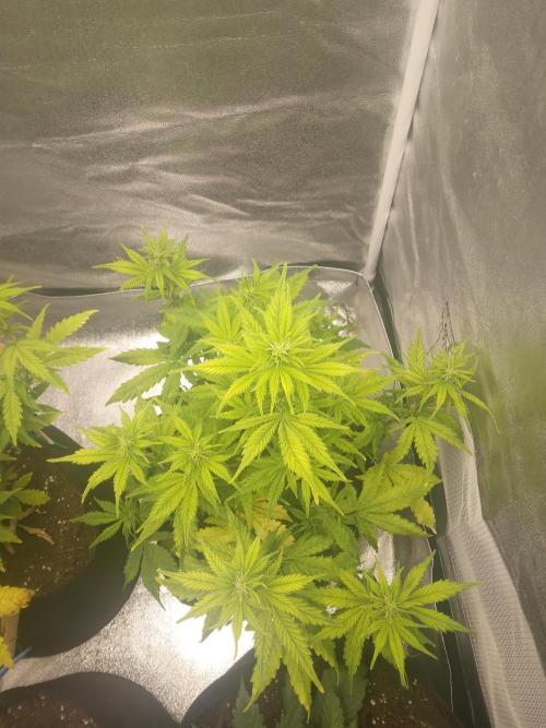 Gorilla Zkittlez Auto R4. Week 6