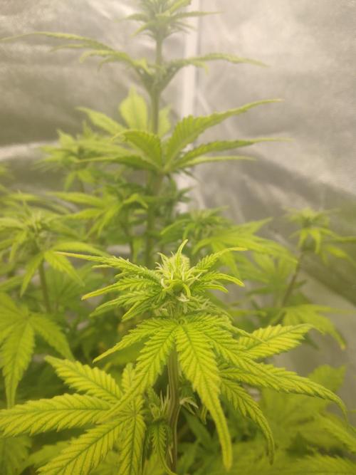 Gorilla Zkittlez Auto R4. Week 6