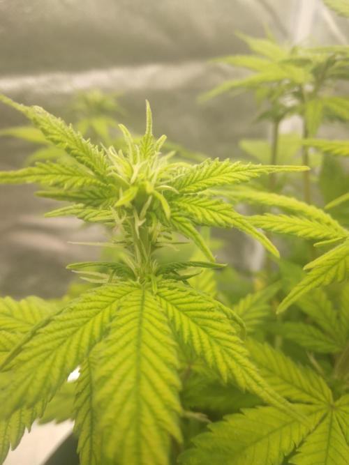 Gorilla Zkittlez Auto R4. Week 6