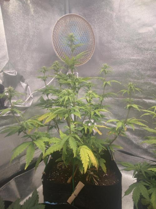 Gorilla Zkittlez Auto R4. Week 6